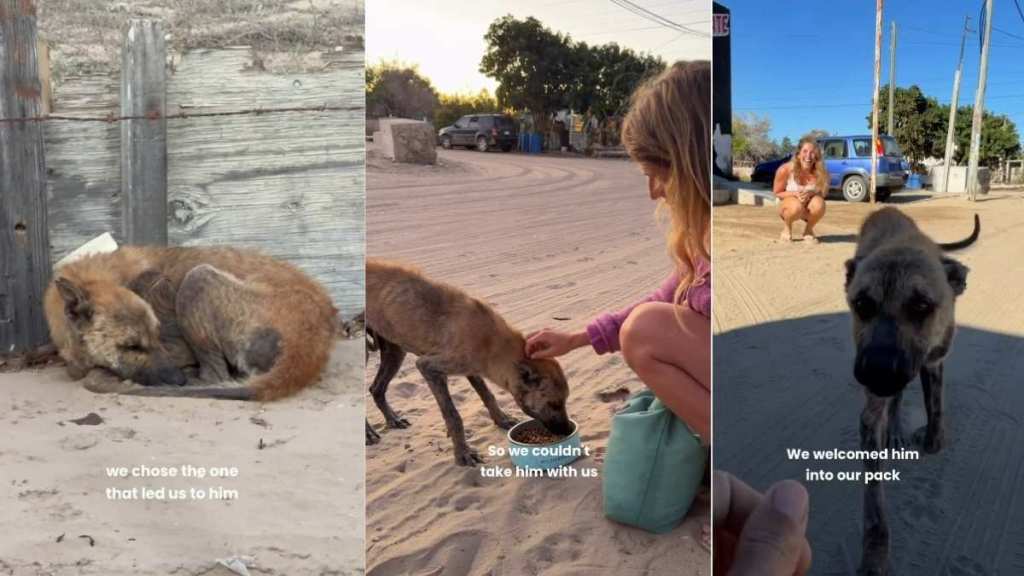 Human Helps Street Dog 'Barely Surviving' Make an Incredible Transformation