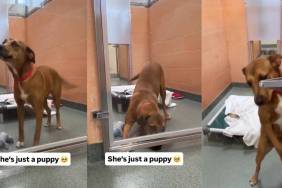 Shelter Dog Gets a Rare ‘Second Chance’ Only for Her to Wait All Over Again