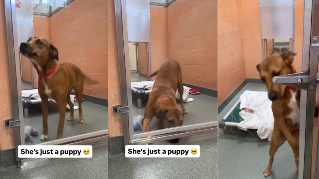 Shelter Dog Gets a Rare ‘Second Chance’ Only for Her to Wait All Over Again