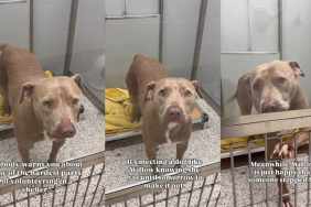 Shelter Dog on 'Borrowed Time' Can’t Hide Her Joy When Someone Stops To Greet Her