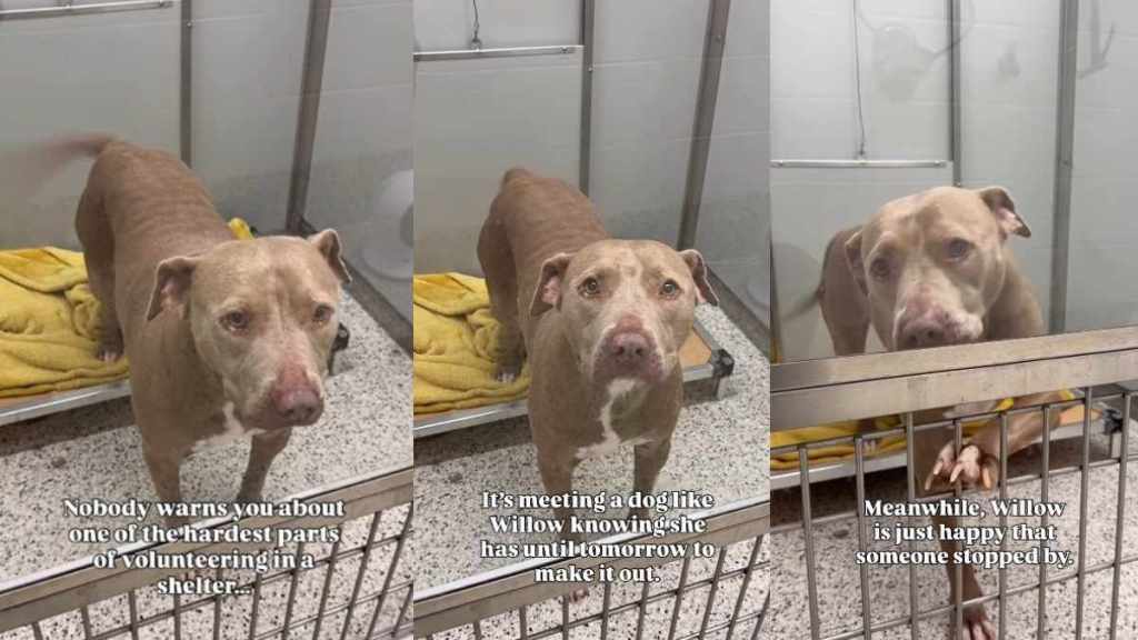Shelter Dog on 'Borrowed Time' Can’t Hide Her Joy When Someone Stops To Greet Her