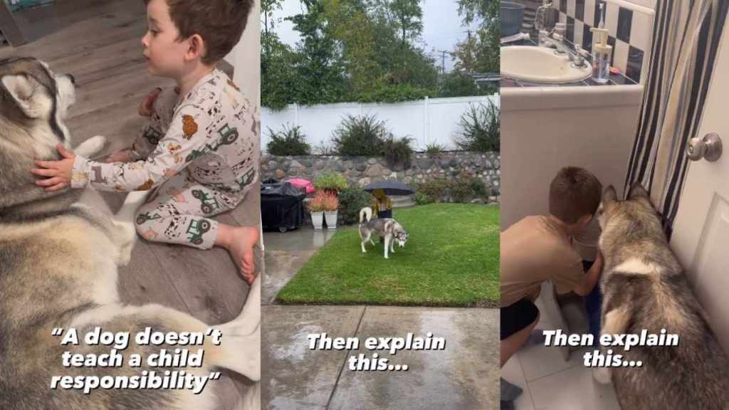 Gentle Husky Is Teaching Little Boy One of Life’s Greatest Lessons