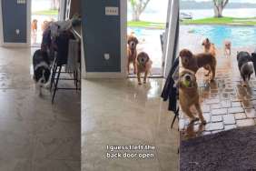 Human Returns Home to Witness Golden Retrievers’ Poolside Chaos