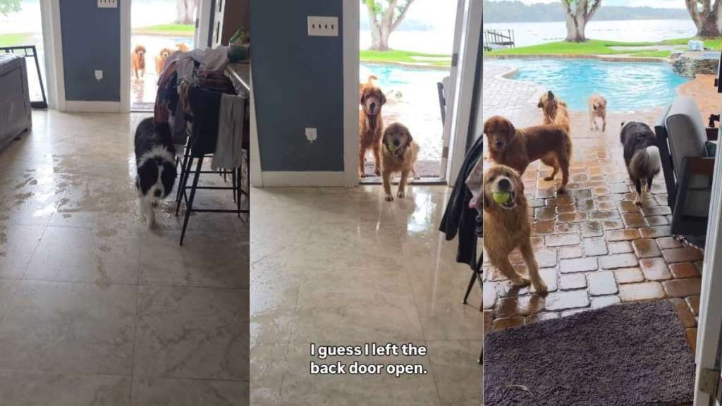 Human Returns Home to Witness Golden Retrievers’ Poolside Chaos