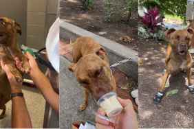 Senior Shelter Dog With Special Needs Gets a Well-Deserved Breather