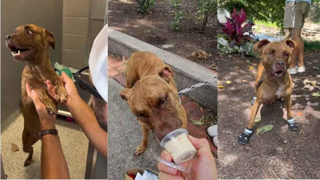 Senior Shelter Dog With Special Needs Gets a Well-Deserved Breather