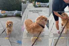 Golden Retriever Has an Unusual Demand Every Time He Goes on a Walk