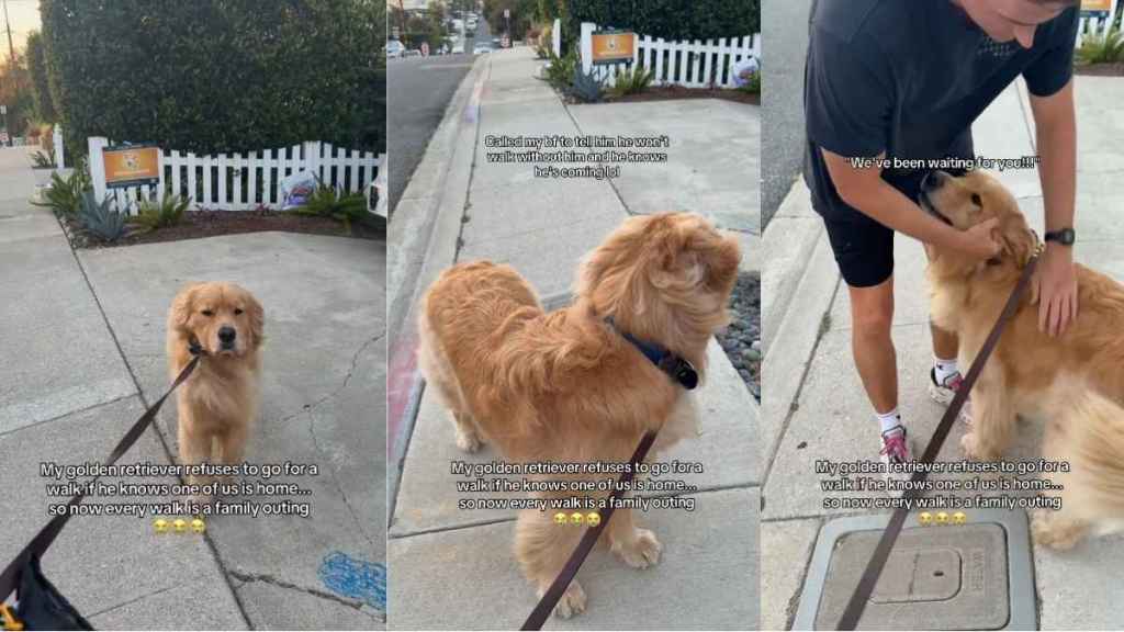 Golden Retriever Has an Unusual Demand Every Time He Goes on a Walk