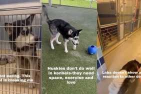 Husky Slowly ‘Breaking’ Being Confined in Shelter Waits for a Home