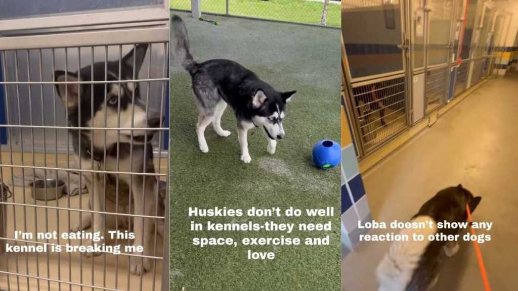 Husky Slowly ‘Breaking’ Being Confined in Shelter Waits for a Home