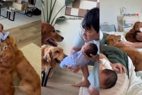 Golden Retrievers Have Two Distinct Reactions Upon Meeting Newborn Baby