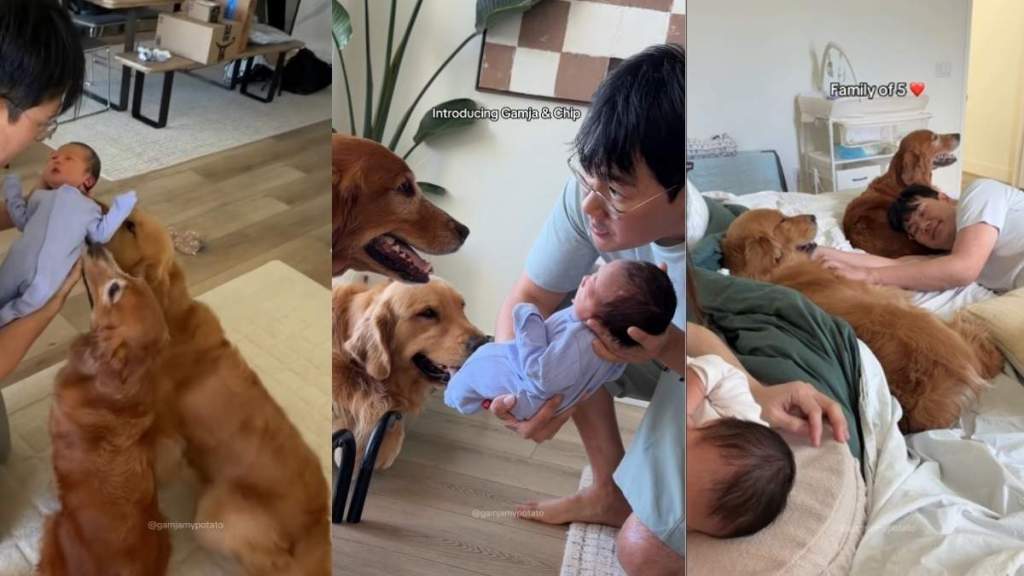 Golden Retrievers Have Two Distinct Reactions Upon Meeting Newborn Baby
