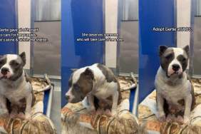 Shelter Dog Dedicated Herself to Care for Her Puppies, but Waits for Her Chance