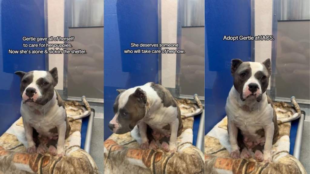 Shelter Dog Dedicated Herself to Care for Her Puppies, but Waits for Her Chance