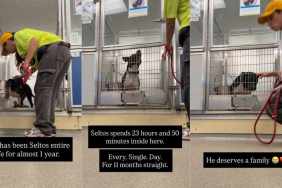 Shelter Dog Gets a Mere 10-Minute Respite From His Tiny Kennel Every Single Day