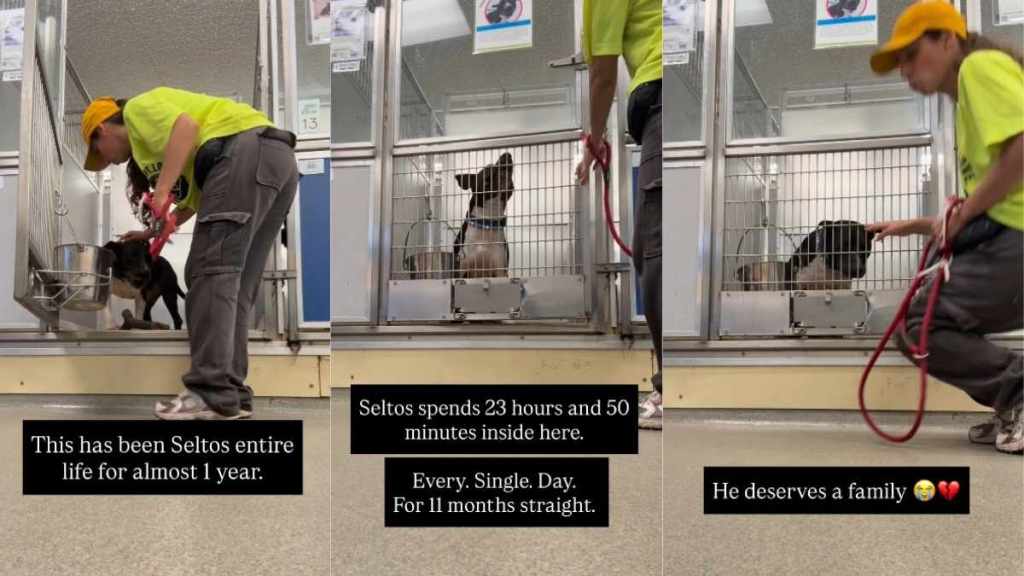 Shelter Dog Gets a Mere 10-Minute Respite From His Tiny Kennel Every Single Day