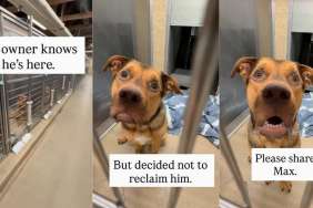 Owner Knows Their Dog Is at the Shelter, but Decides Not to Reclaim Him