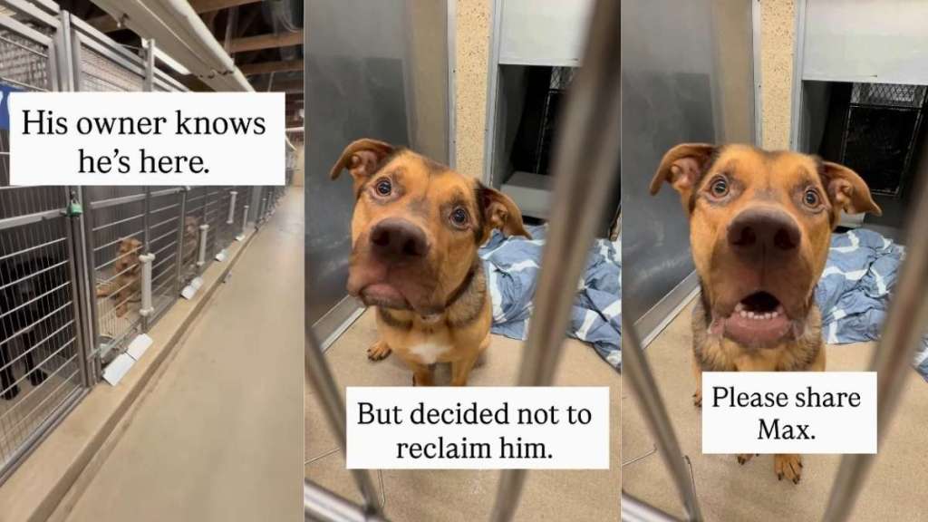 Owner Knows Their Dog Is at the Shelter, but Decides Not to Reclaim Him