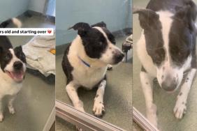 Dog Found as Stray Returns to the Same Shelter He Was Adopted From Years Ago
