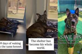 Shelter Dog Spends Over 1000 Days Waking up in the Same Kennel, Waiting for a Home