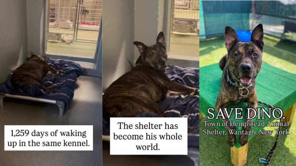 Shelter Dog Spends Over 1000 Days Waking up in the Same Kennel, Waiting for a Home