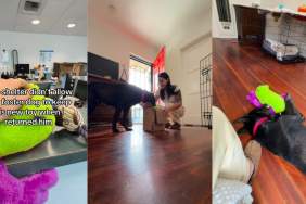 Foster Dog Parts With New Toy When He Returns to Shelter, Unaware of What’s Next