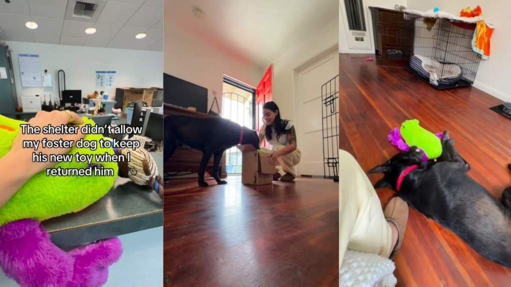 Foster Dog Parts With New Toy When He Returns to Shelter, Unaware of What’s Next