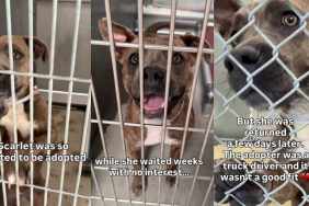 Shelter Dog Was Excited to Get Adopted Only to Be Returned Days Later