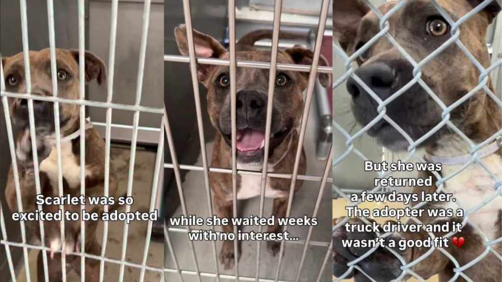 Shelter Dog Was Excited to Get Adopted Only to Be Returned Days Later