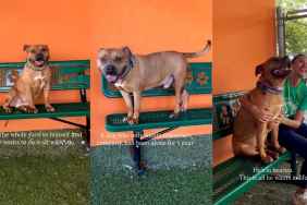 Shelter Dog Sits Alone on a Yard Bench, Longing for Someone to Call His Own