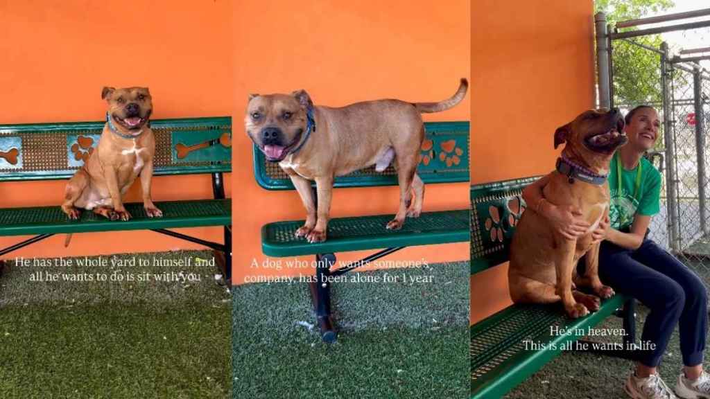 Shelter Dog Sits Alone on a Yard Bench, Longing for Someone to Call His Own