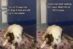 Senior Dog Slowly Loses Hope in a Quiet Shelter Corner When All He Wants Is To Be Understood