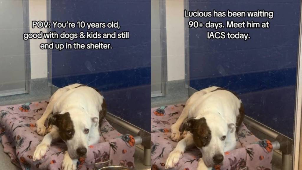 Senior Dog Slowly Loses Hope in a Quiet Shelter Corner When All He Wants Is To Be Understood