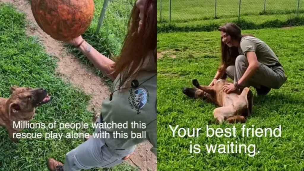 Rescue Dog Used To Play Alone Until Human Changed Everything, but His Journey Isn’t Over Yet