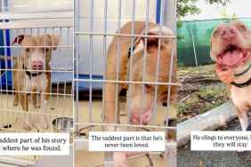 Shelter Dog Clings to Humans Hoping They’ll Stay, Not Knowing What It’s Like To Be Loved