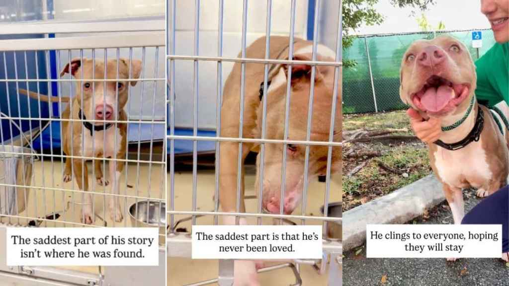 Shelter Dog Clings to Humans Hoping They’ll Stay, Not Knowing What It’s Like To Be Loved