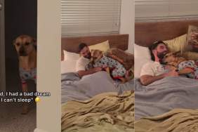 Human Finds Rescue Dog at His Doorstep & Comforts Him Like a Baby After a Nightmare