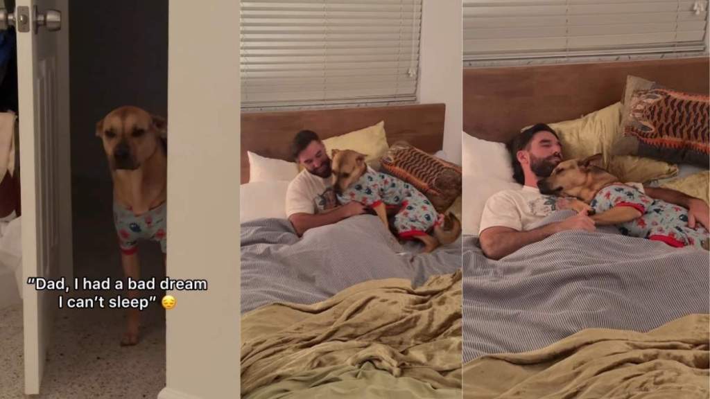 Human Finds Rescue Dog at His Doorstep & Comforts Him Like a Baby After a Nightmare