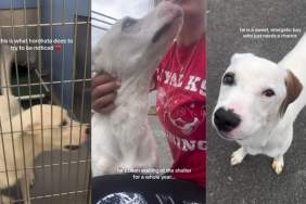 Shelter Dog Does the Only Thing He Can Inside Kennel To Get Noticed & It Still Hasn’t Worked