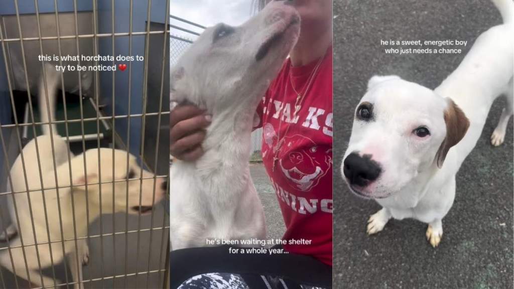 Shelter Dog Does the Only Thing He Can Inside Kennel To Get Noticed & It Still Hasn’t Worked