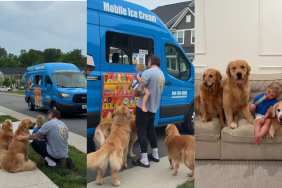 Golden Retrievers Make Toddler’s First Ice Cream Truck Experience Extra Special