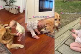 Toddler’s Daily Rituals With Golden Retrievers Include Hugs, Kisses & Sweet Moments