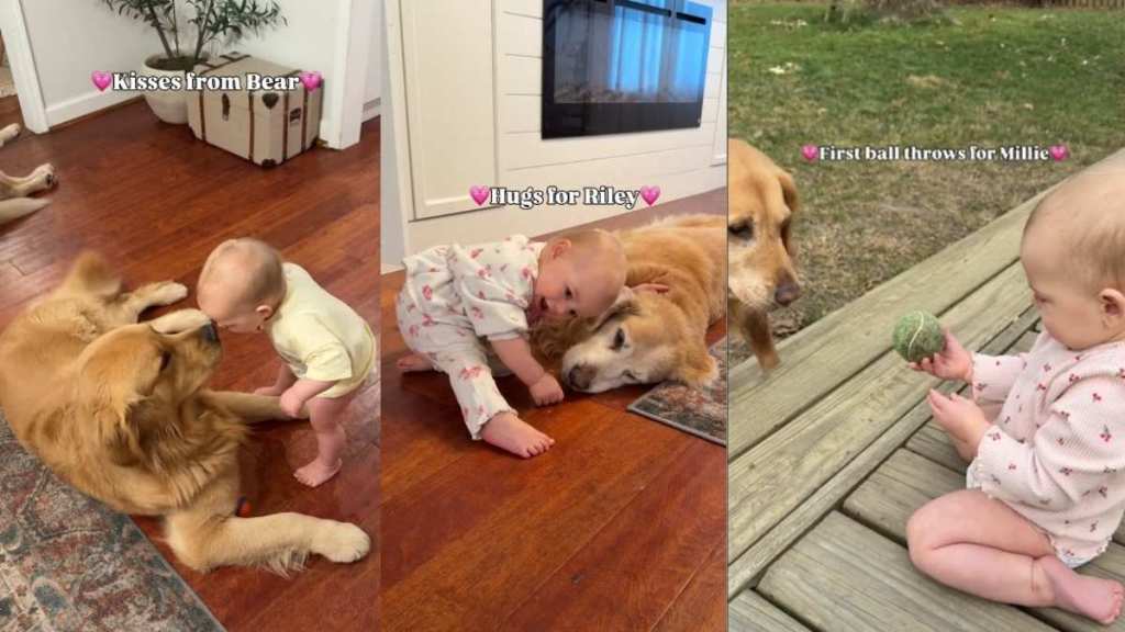 Toddler’s Daily Rituals With Golden Retrievers Include Hugs, Kisses & Sweet Moments