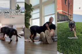 Rescue Dog Found as a Stray Refuses To Leave Home at Night, Fearing What Might Happen Next