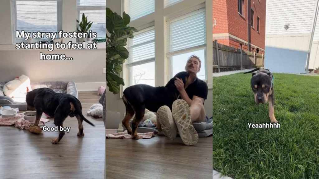 Rescue Dog Found as a Stray Refuses To Leave Home at Night, Fearing What Might Happen Next