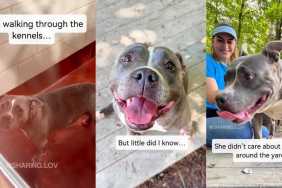 Human Sees ‘Saddest’ Shelter Dog in the Kennel, Takes Her Out & Realizes She Had Other Plans
