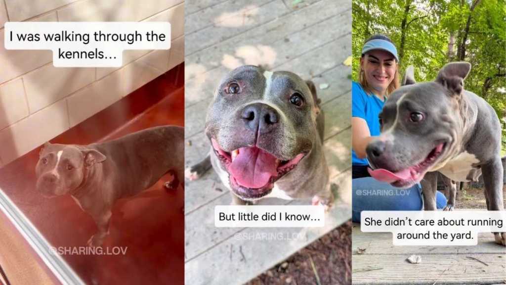 Human Sees ‘Saddest’ Shelter Dog in the Kennel, Takes Her Out & Realizes She Had Other Plans