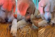 Golden Retriever Gets Excited To See His Little ‘Babies’ & Then Does Something Unthinkable