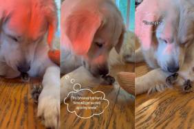 Golden Retriever Gets Excited To See His Little ‘Babies’ & Then Does Something Unthinkable