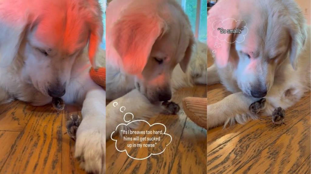 Golden Retriever Gets Excited To See His Little ‘Babies’ & Then Does Something Unthinkable
